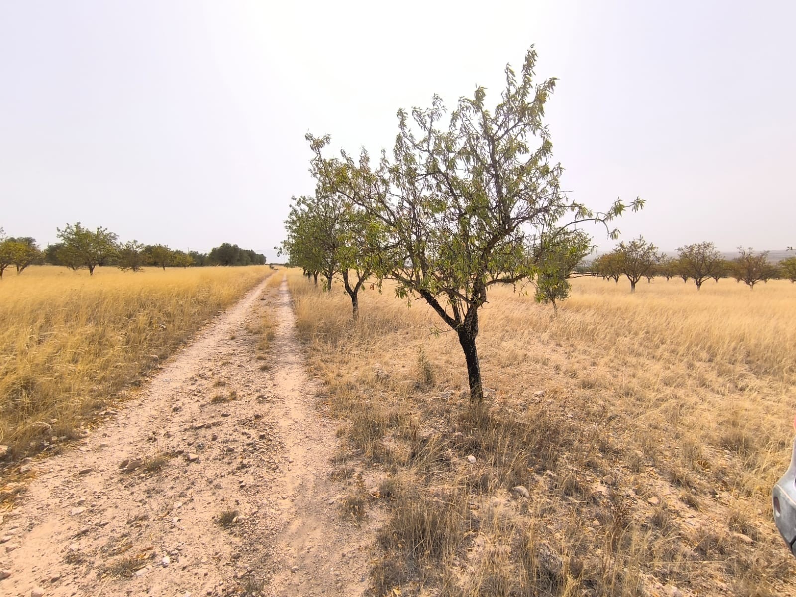 Garden in land for sale in Yecla