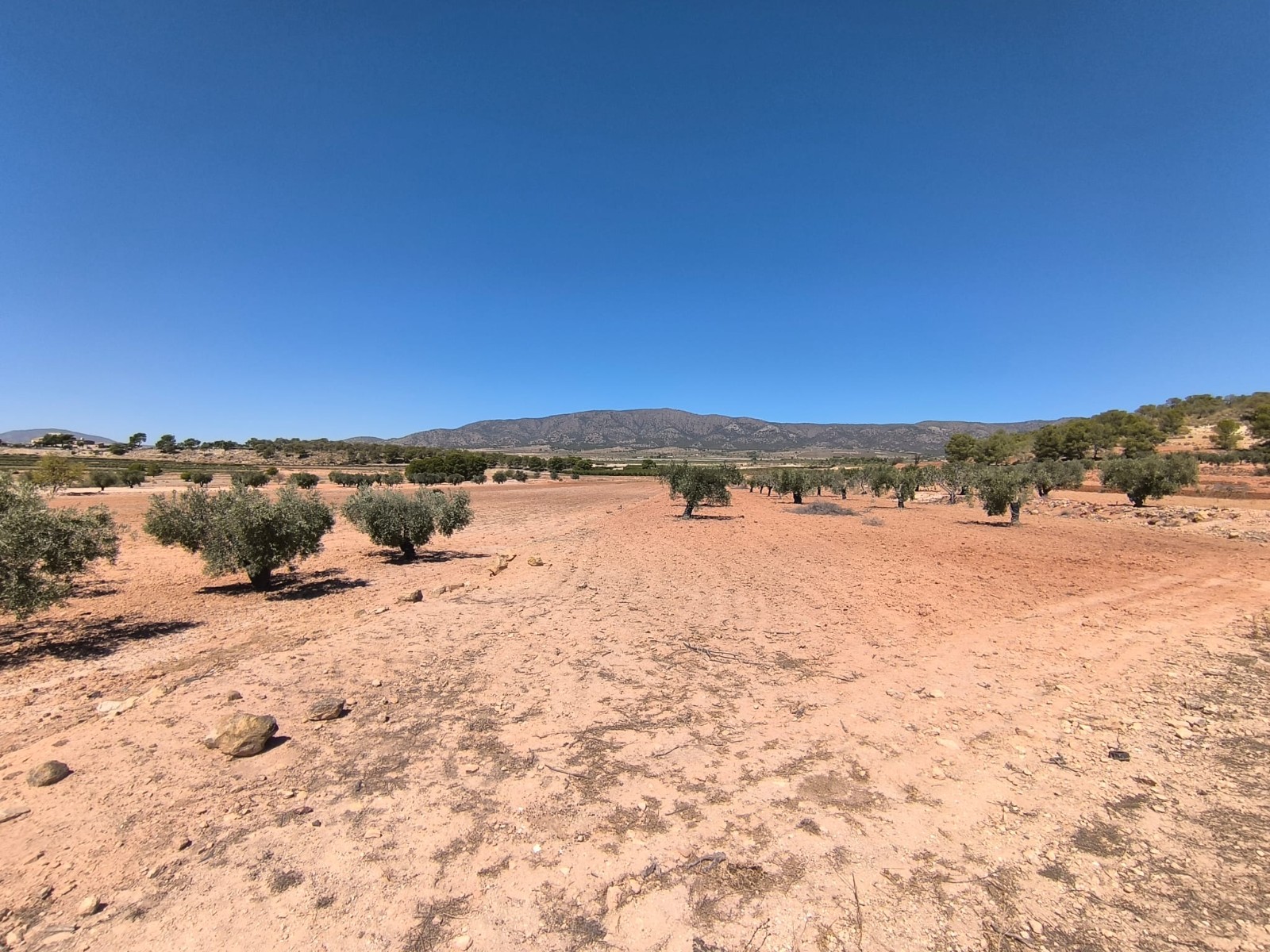 Rural building parcel with an olive grove in an agricultural area north of Monovar, with over 17