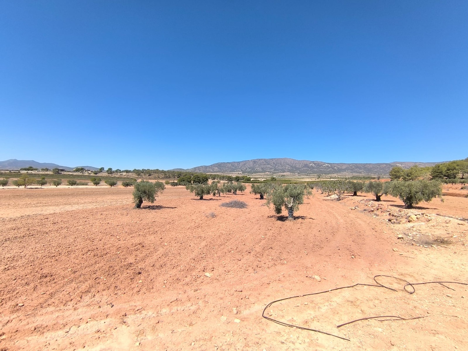 Rural building parcel with an olive grove in an agricultural area north of Monovar, with over 17