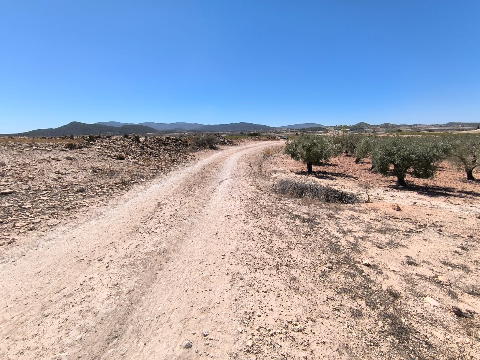 Rural building parcel with an olive grove in an agricultural area north of Monovar, with over 17