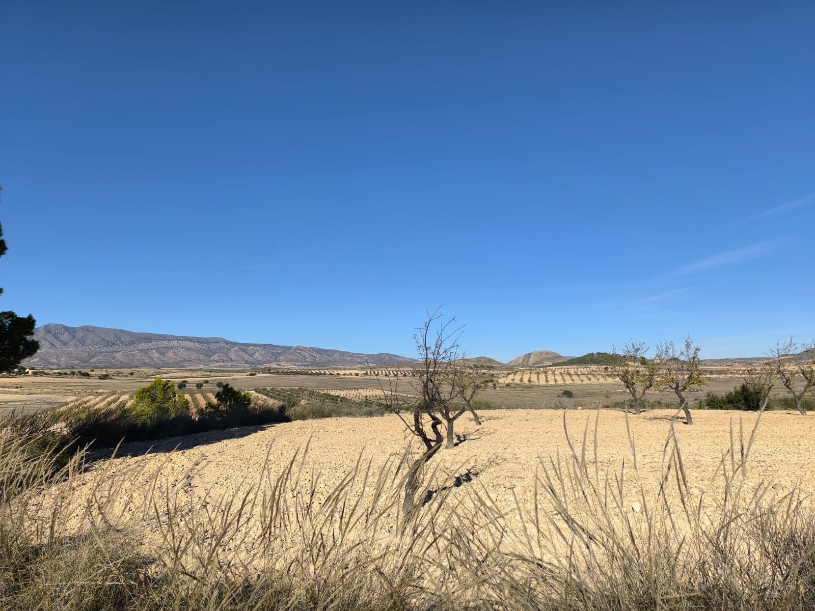 Kitchen in land for sale in Jumilla