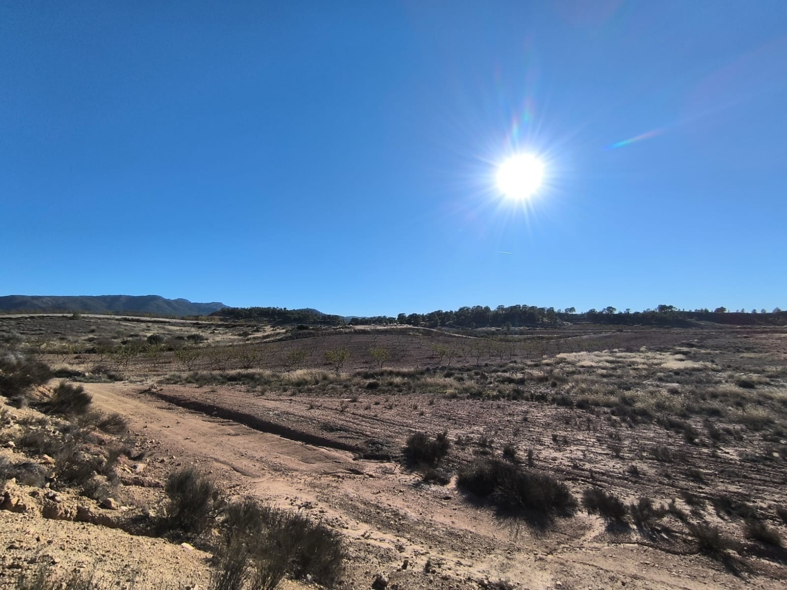 Pool area in land for sale in Jumilla