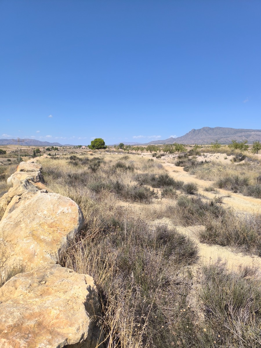 Building plot for sale in the peaceful hamlet of Cañada del Trigo, (Jumilla), surrounded by vineyard