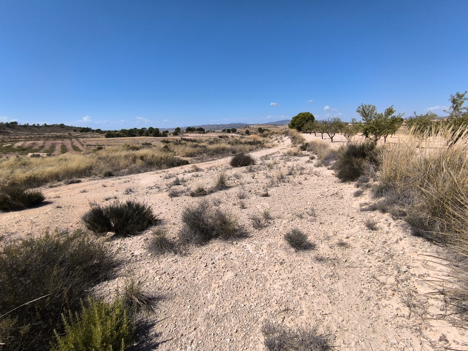 Building plot for sale in the peaceful hamlet of Cañada del Trigo, (Jumilla), surrounded by vineyard