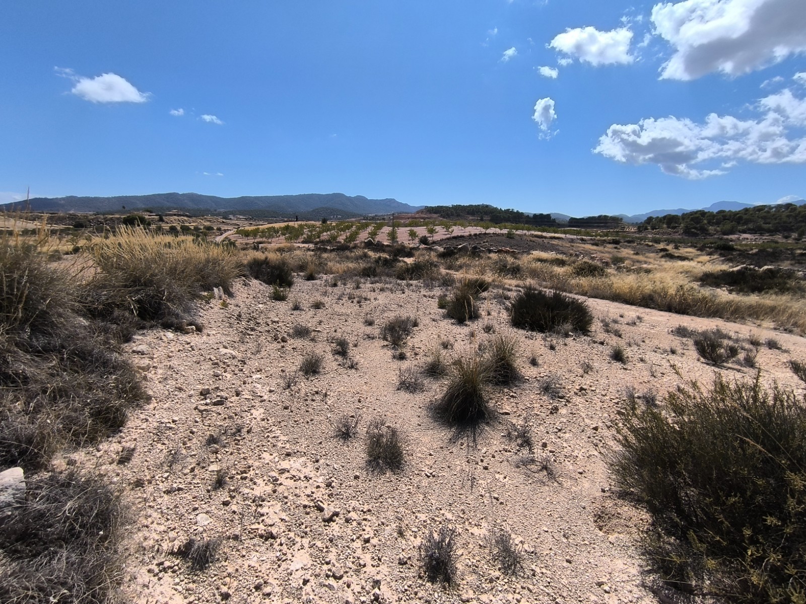 Terrace in land for sale in Jumilla