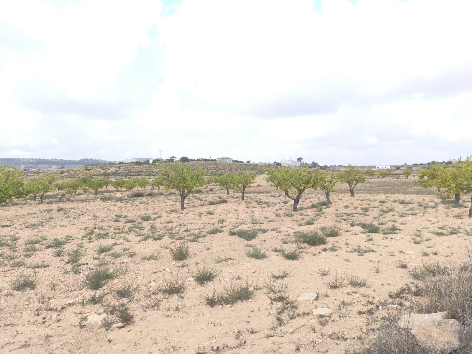 Terrace in land for sale in Pinoso