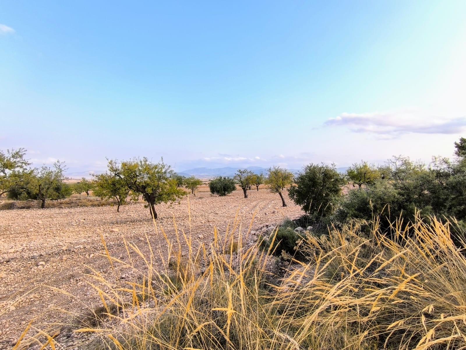 Plot of 9157 m2 for sale in Pinoso