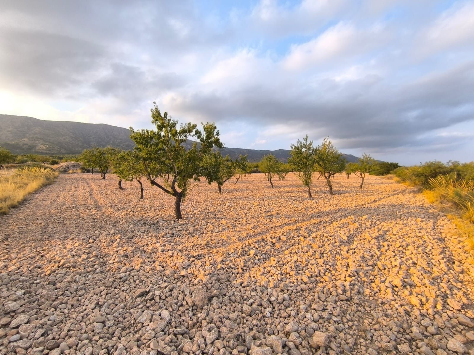Plot of 9157 m2 for sale in Pinoso