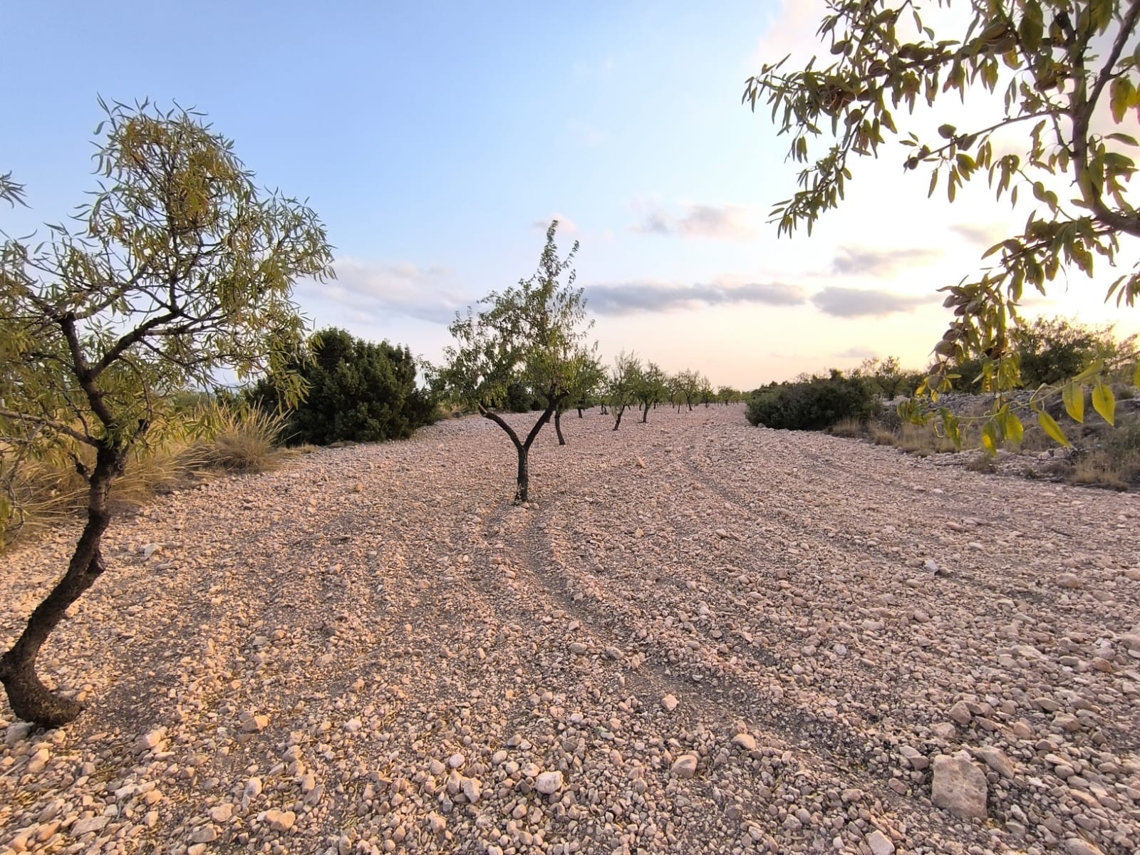 Plot of 9157 m2 for sale in Pinoso