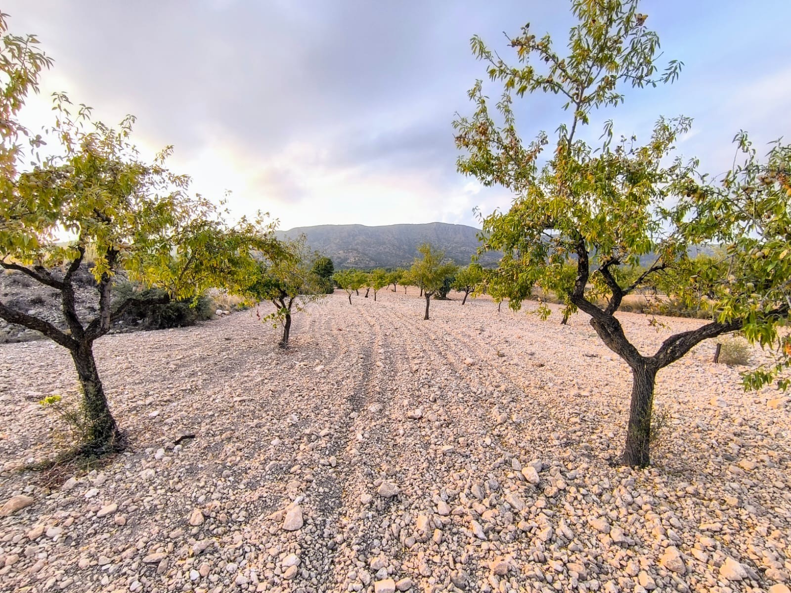 Plot of 9157 m2 for sale in Pinoso