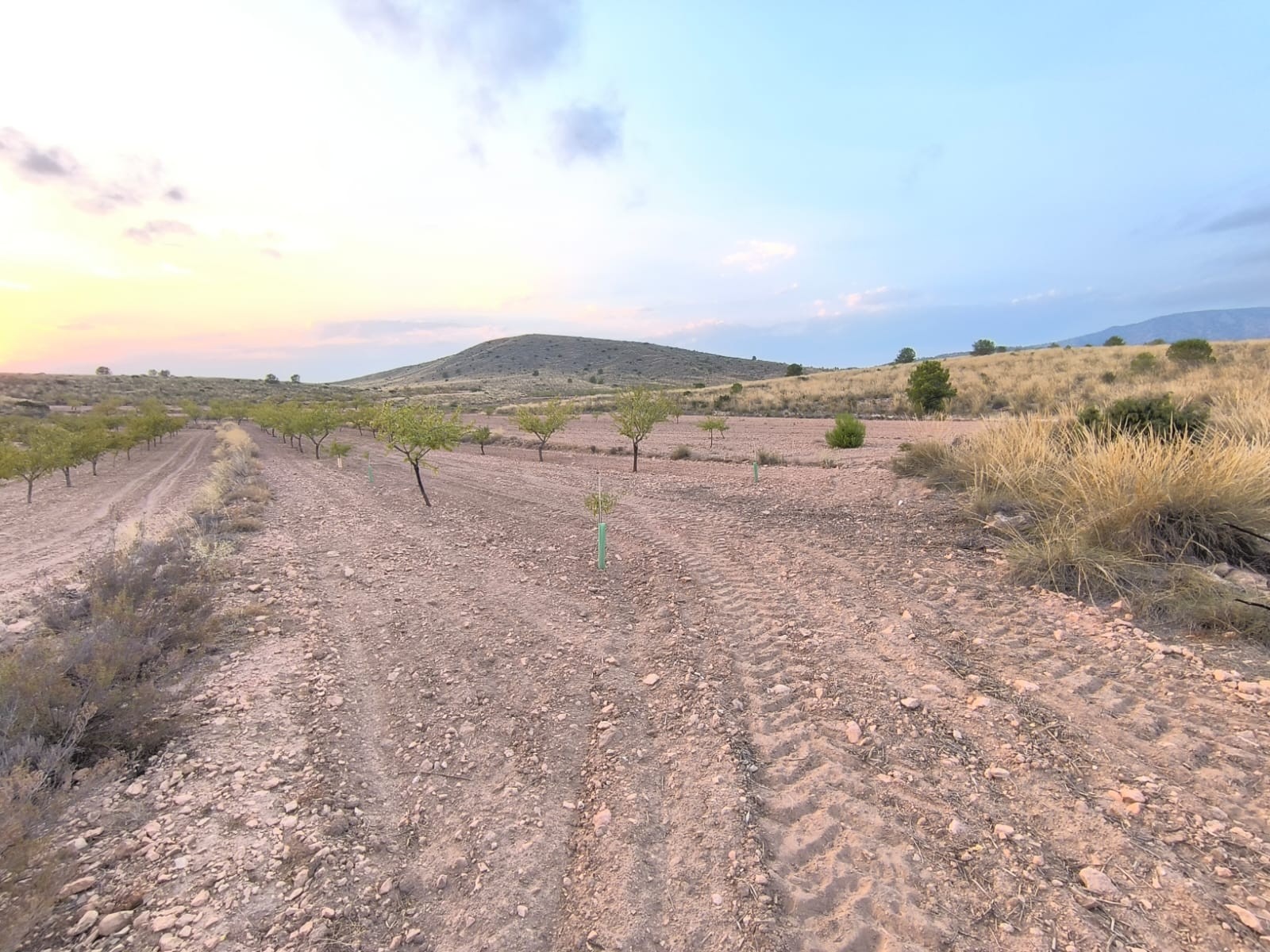 Discover this Building Plot of 10354 m2 for sale in Pinoso for a bargain price