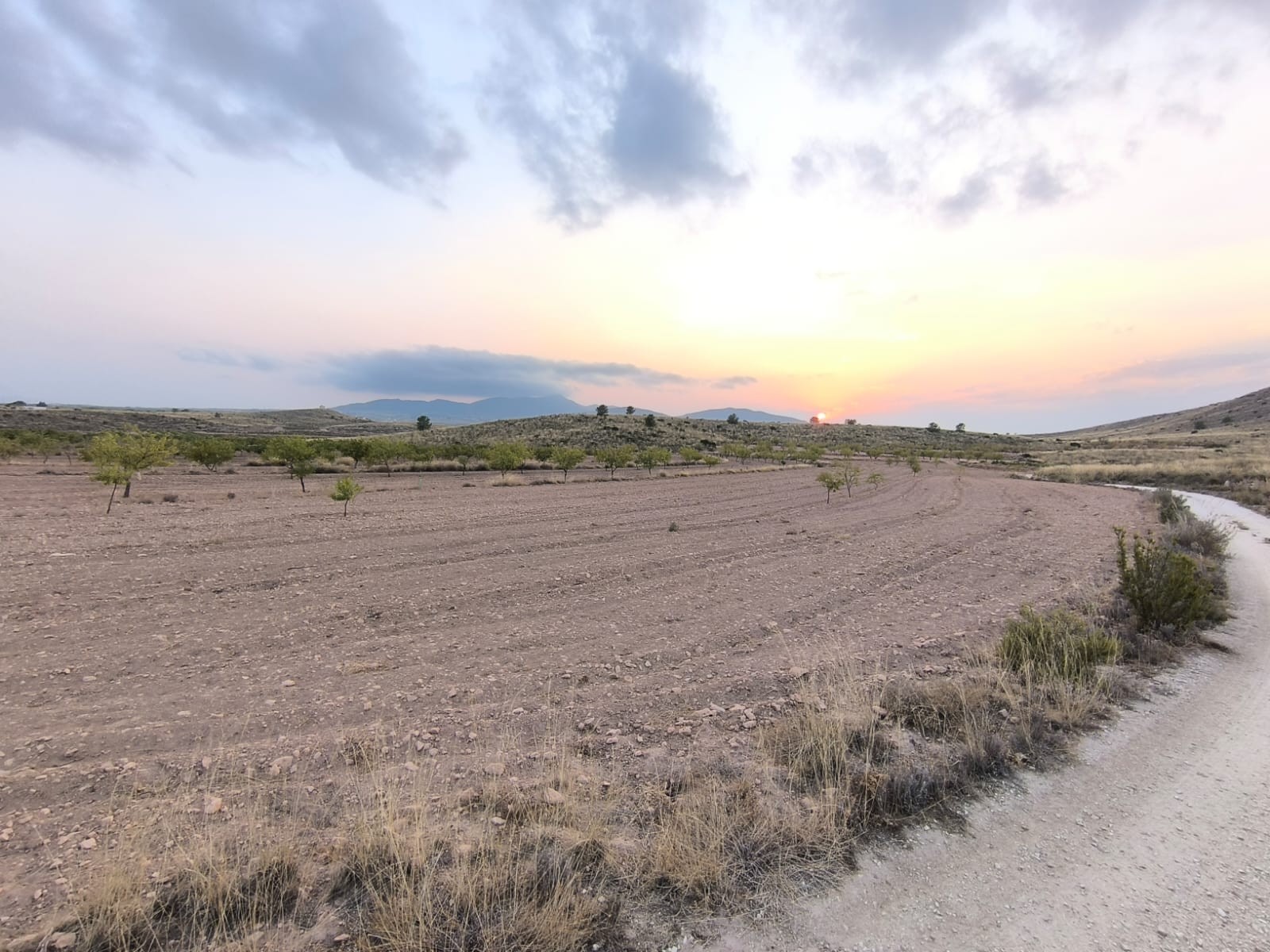 Discover this Building Plot of 10354 m2 for sale in Pinoso for a bargain price