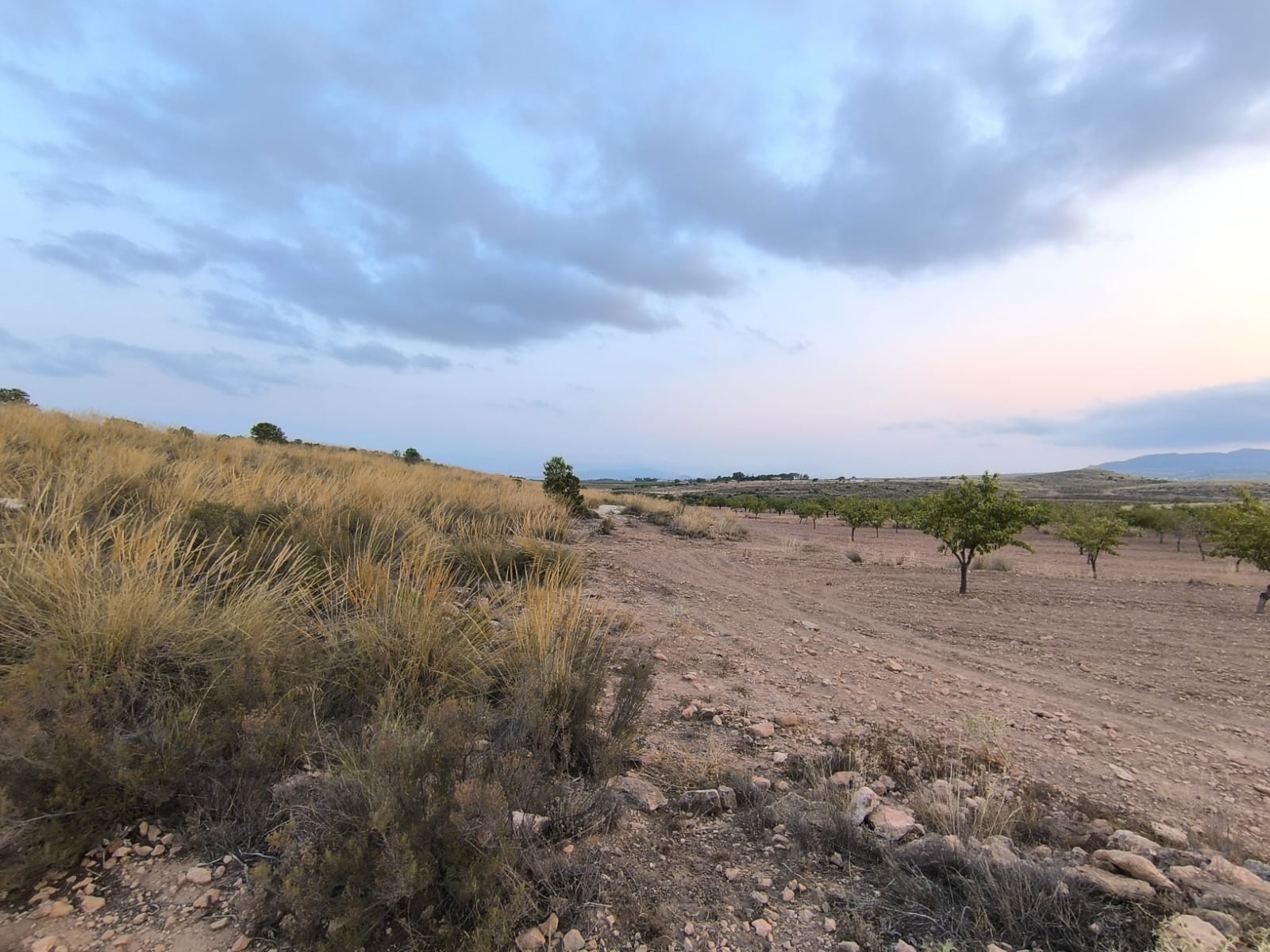 Discover this Building Plot of 10354 m2 for sale in Pinoso for a bargain price