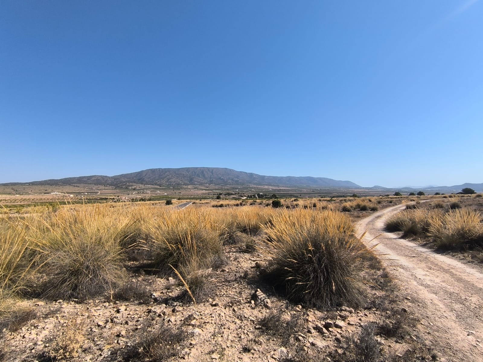Pool area in land for sale in Pinoso