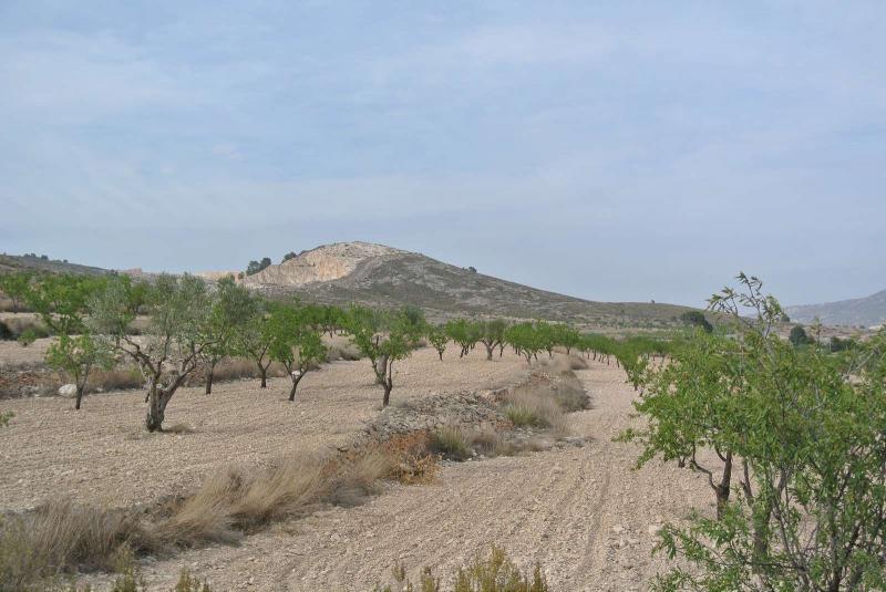 Exterior view in land for sale in Jumilla