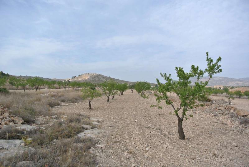Dining area in land for sale in Jumilla