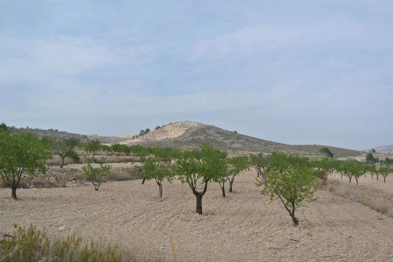 Bedroom in land for sale in Jumilla