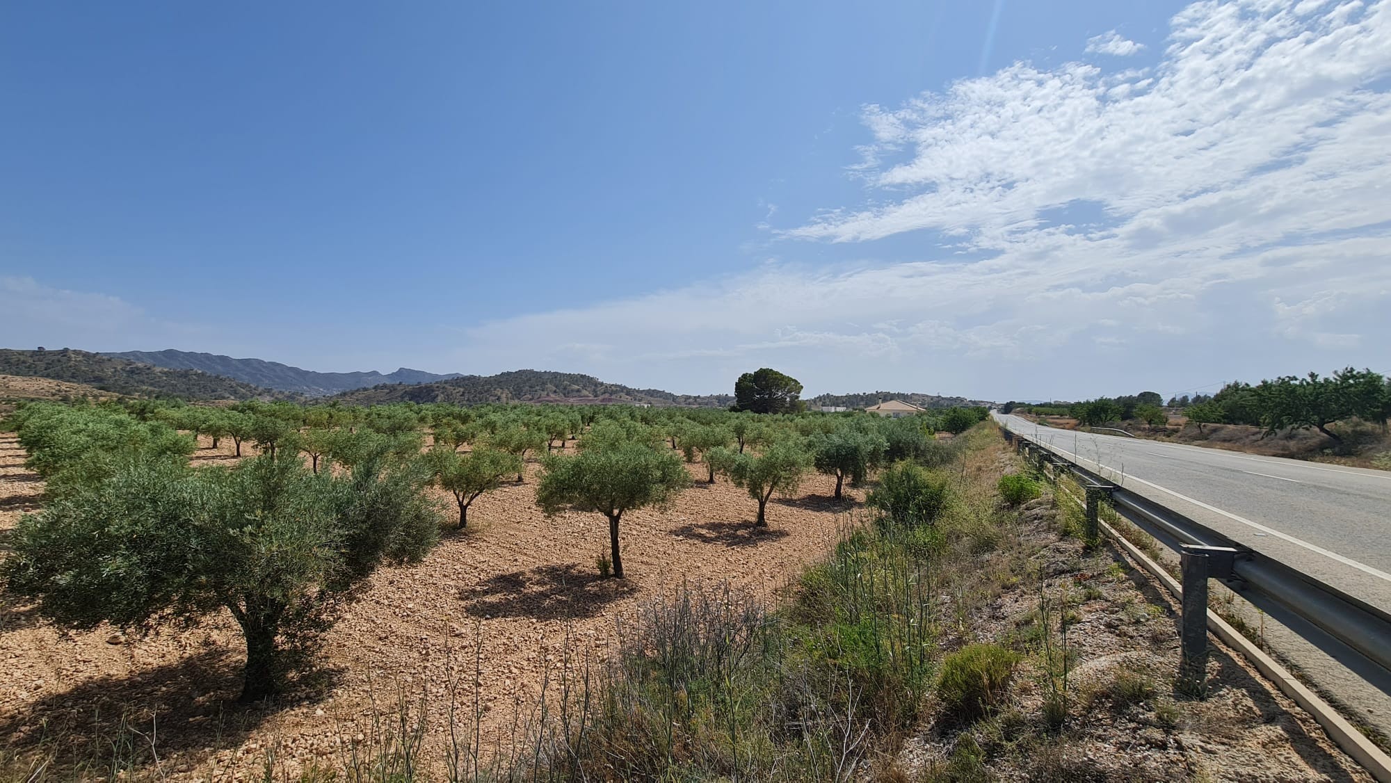 Terrace in land for sale in Abanilla