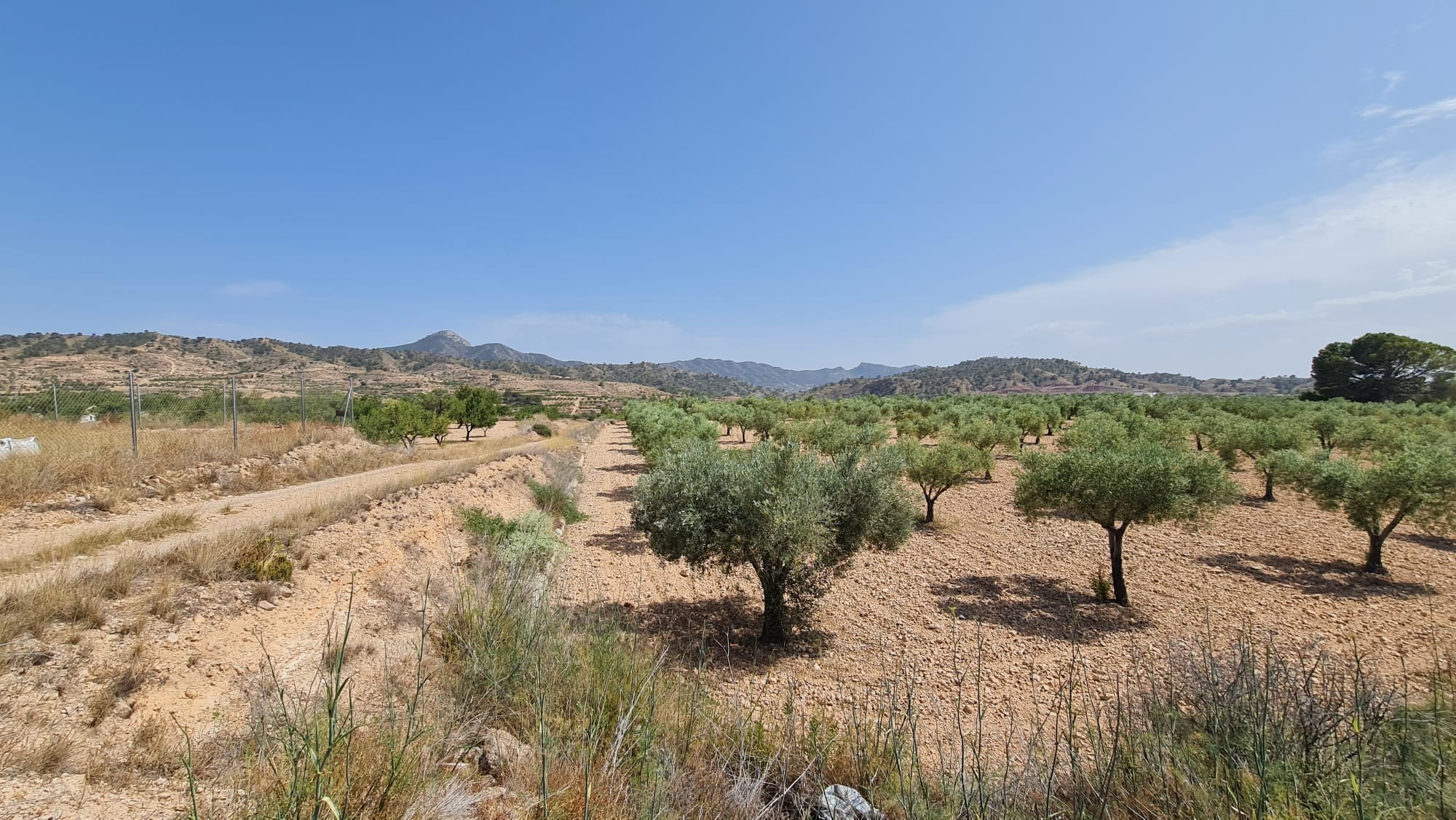 Pool area in land for sale in Abanilla