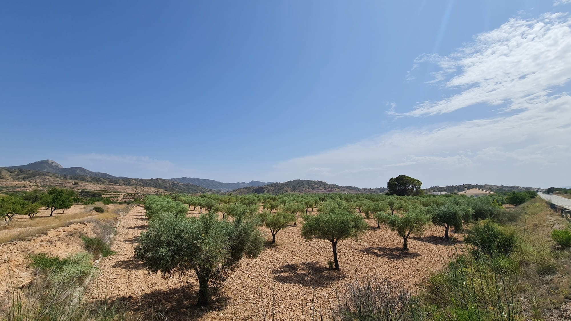 Garden in land for sale in Abanilla