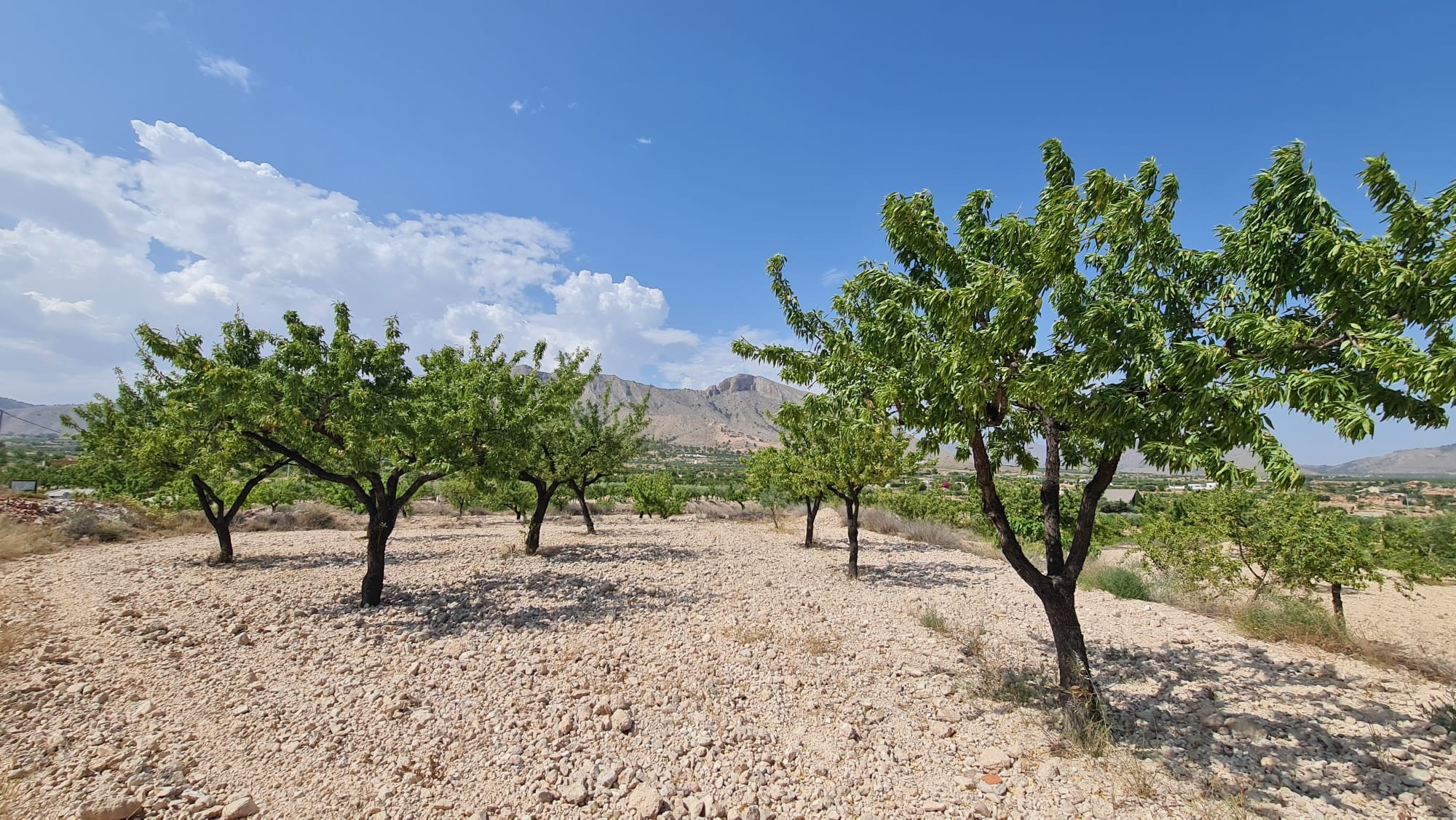 Terrace in land for sale in Abanilla