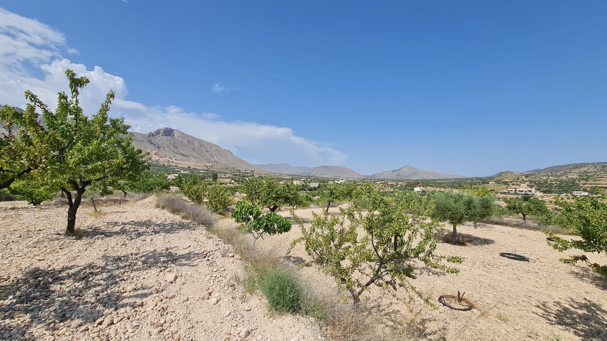 Dining area in land for sale in Abanilla