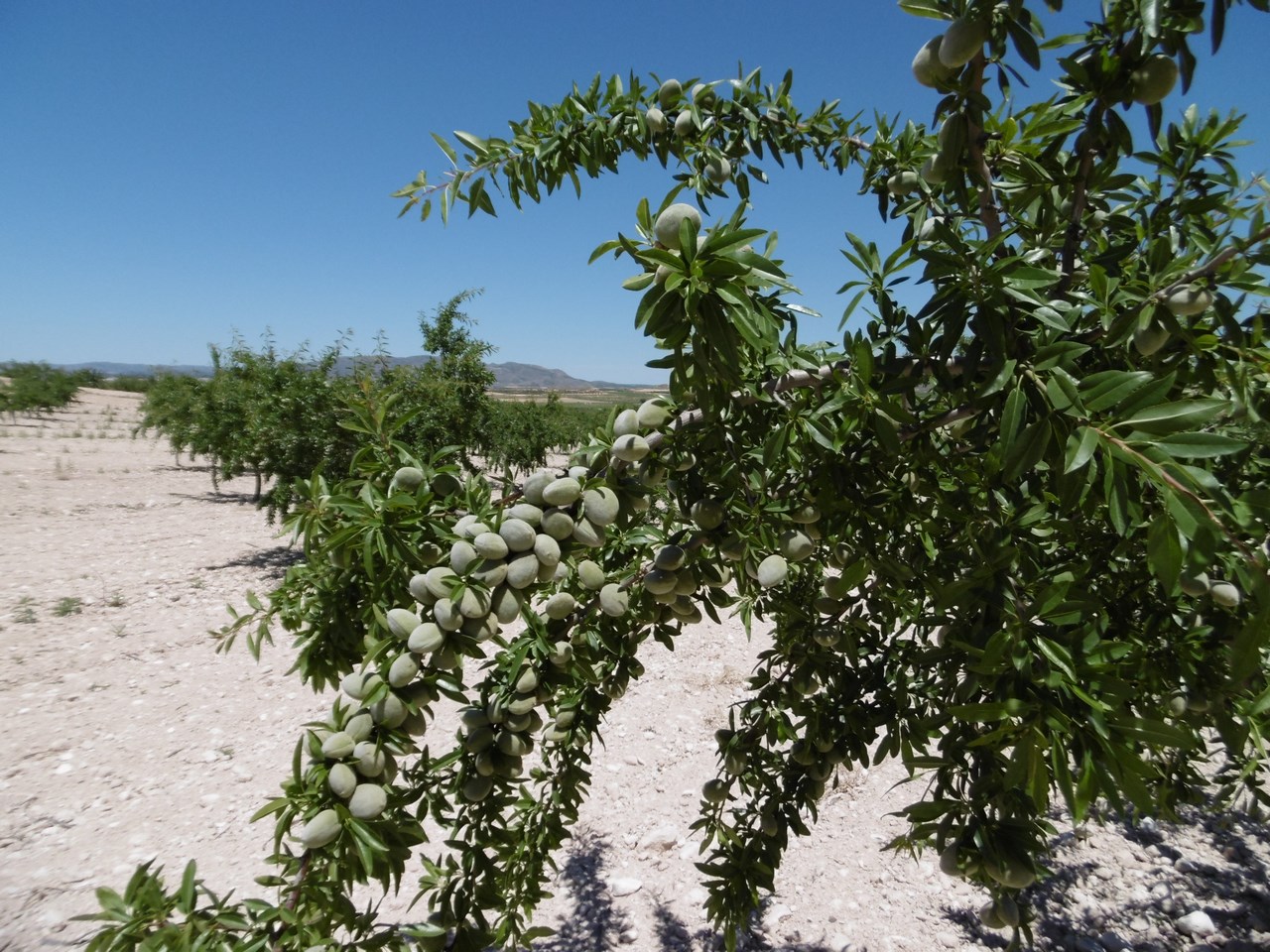 Garden in land for sale in Yecla