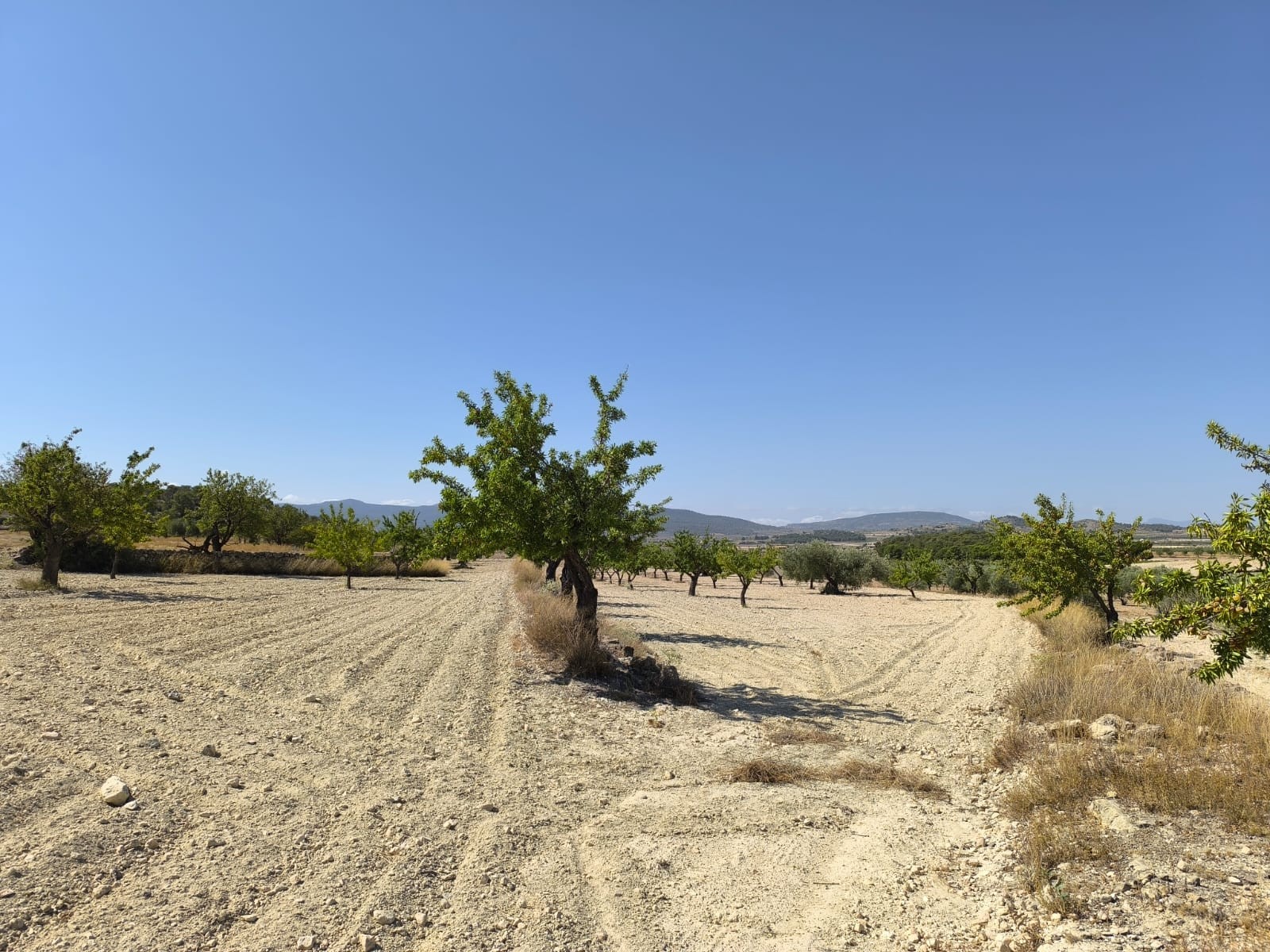 Terrace in land for sale in Monóvar/Monóver
