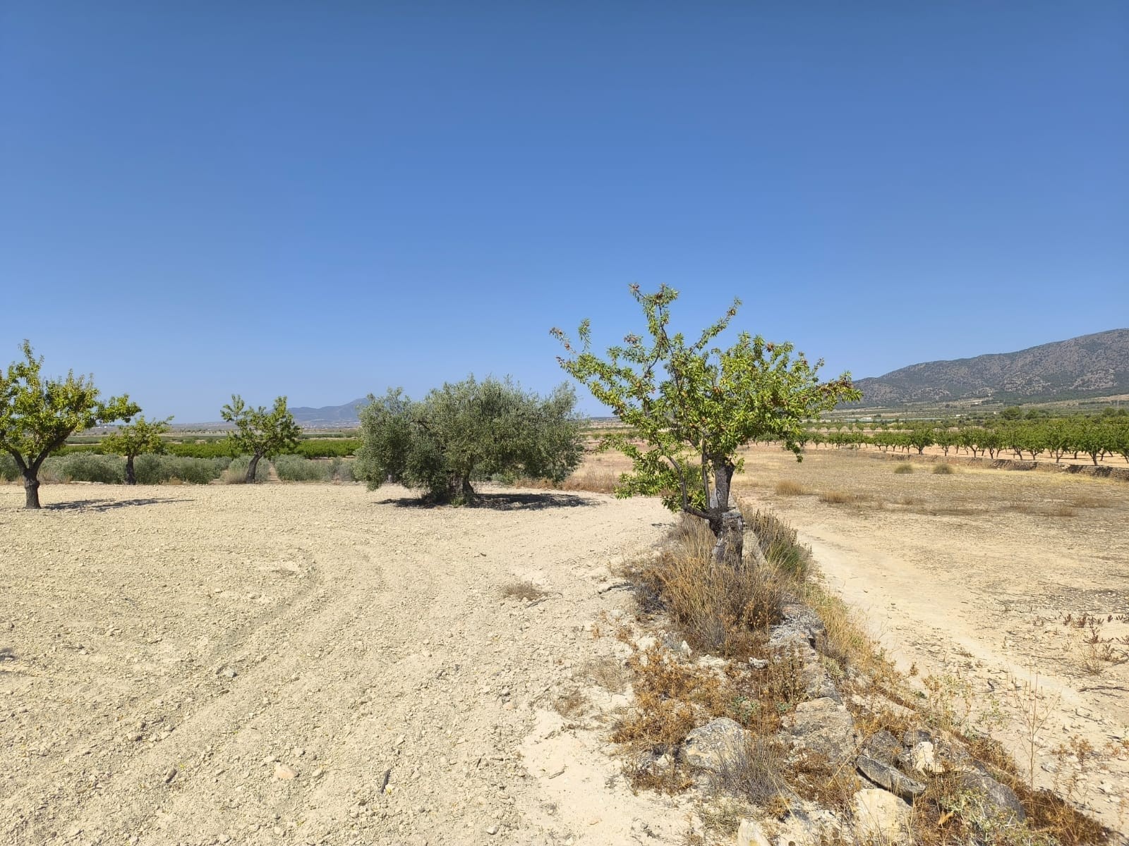 Garden in land for sale in Monóvar/Monóver