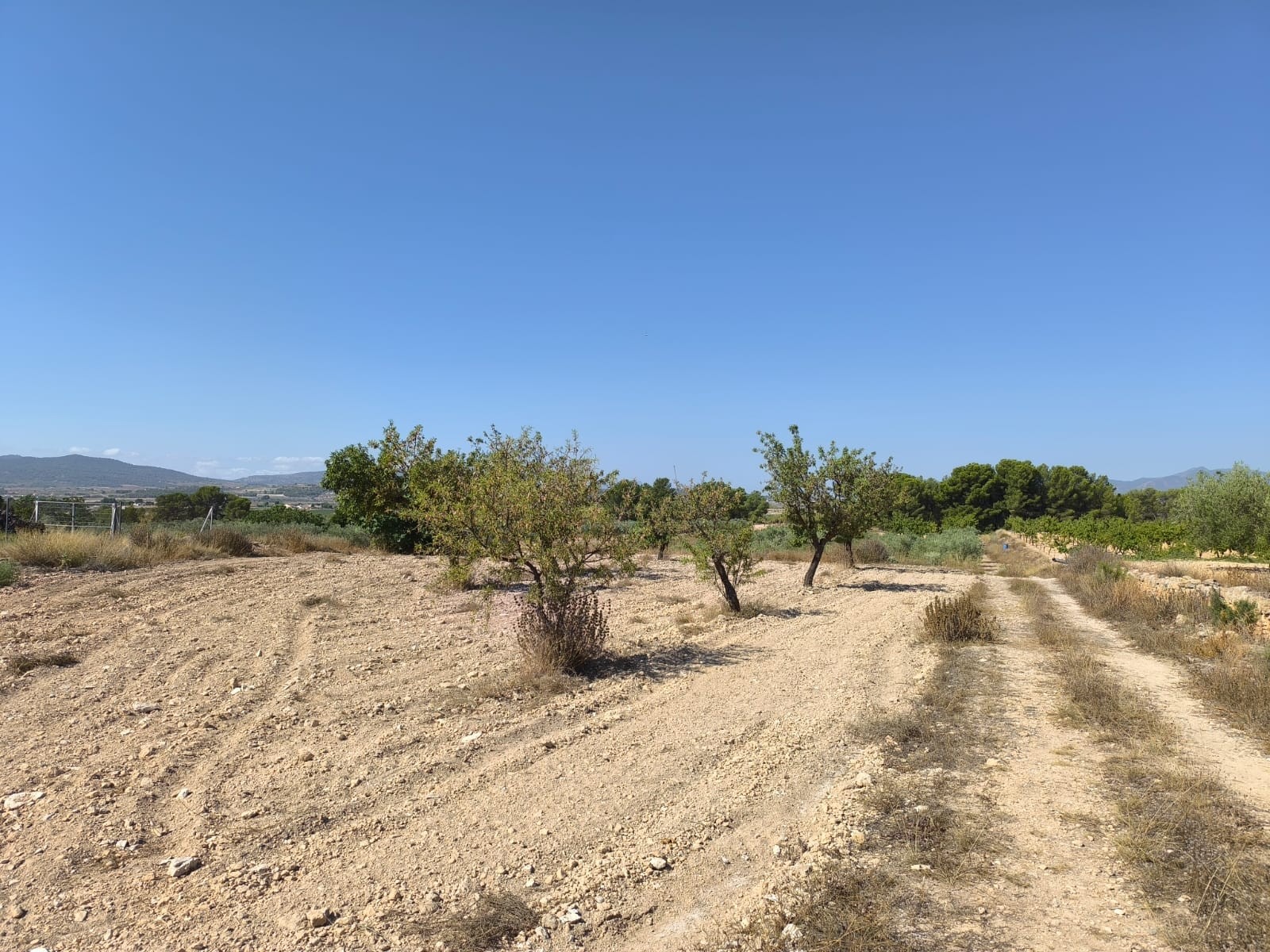 Terrace in land for sale in Monóvar/Monóver