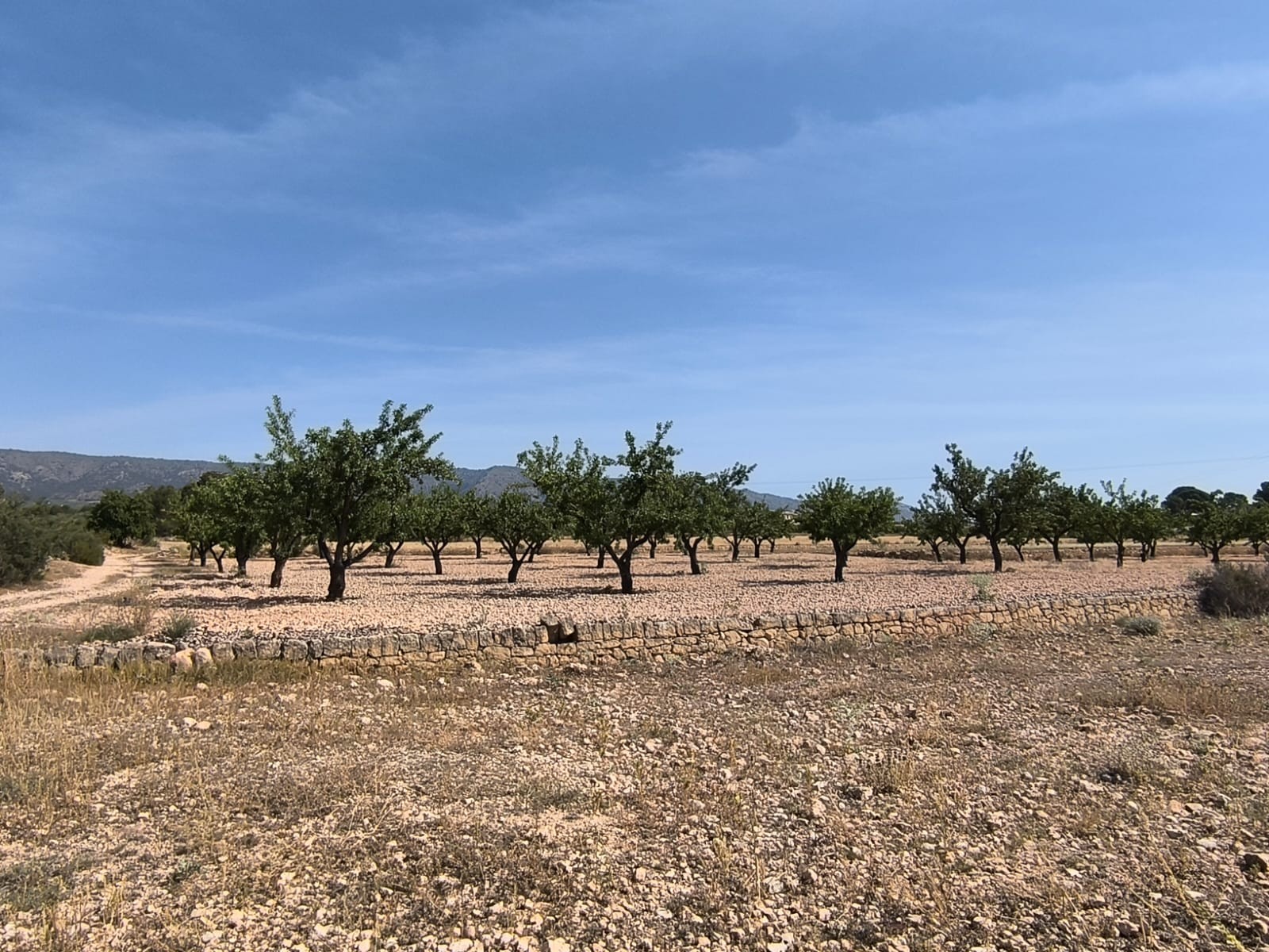 Terrace in land for sale in Monóvar/Monóver