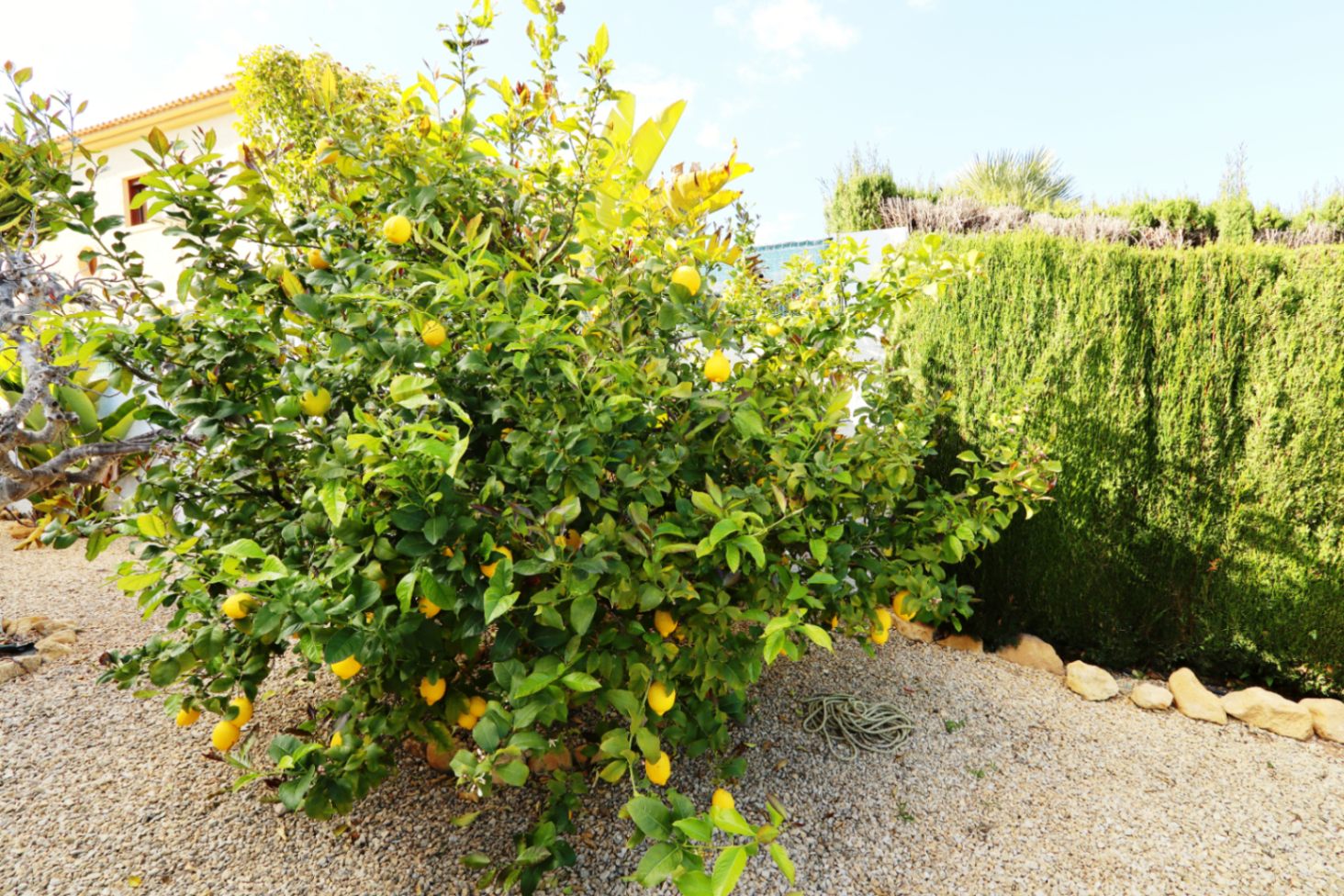 Garden in villa for sale in la Nucia