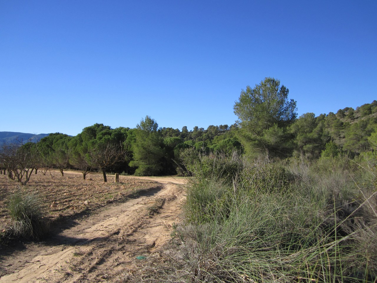 Terrace in land for sale in Yecla