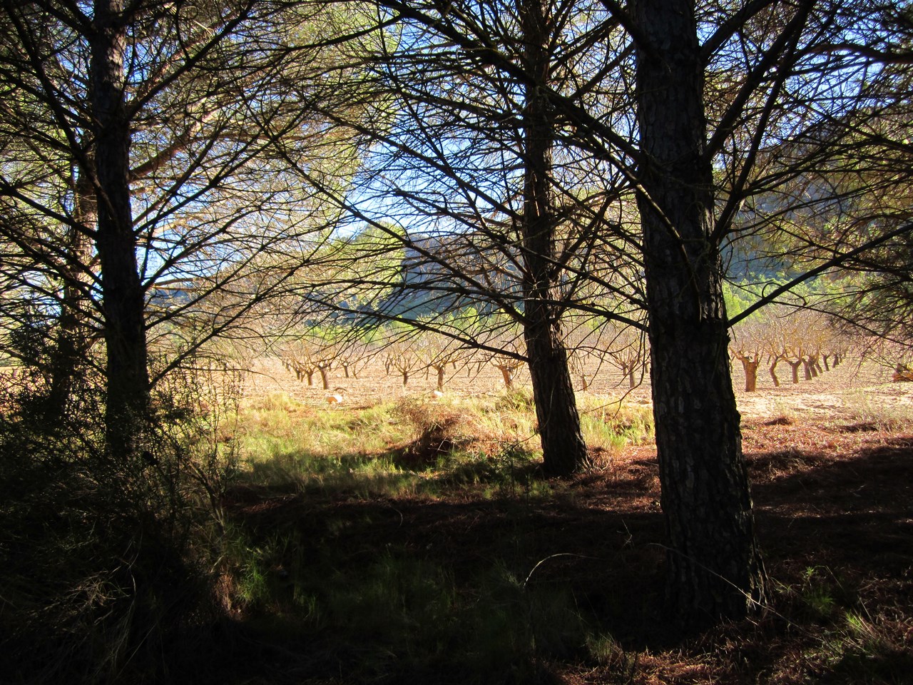 Garden in land for sale in Yecla