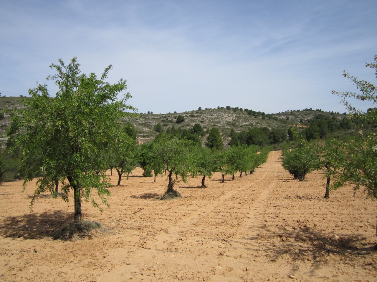 Terrace in land for sale in Yecla