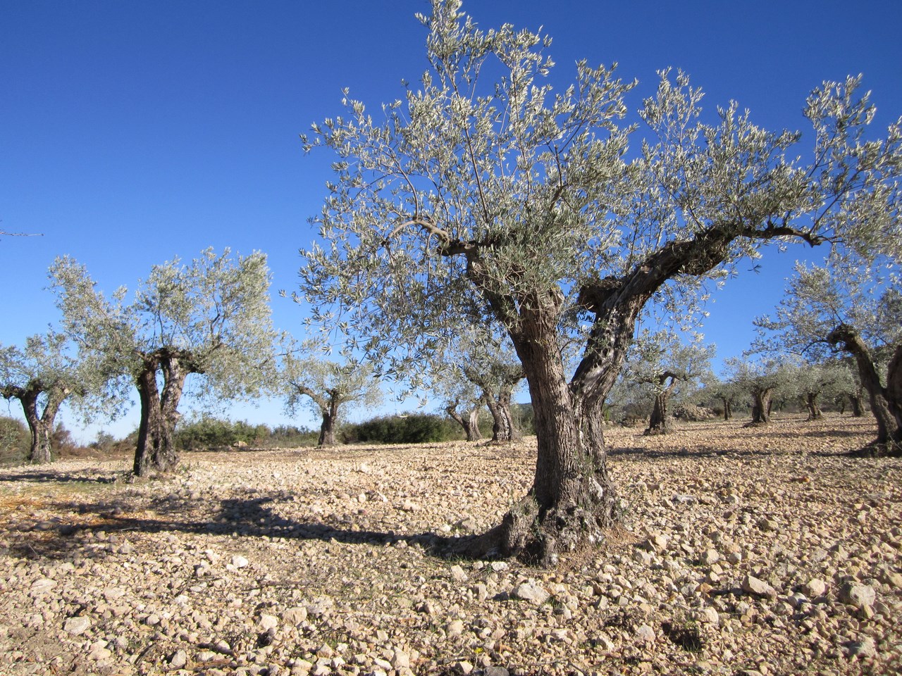 Terrace in land for sale in Villena
