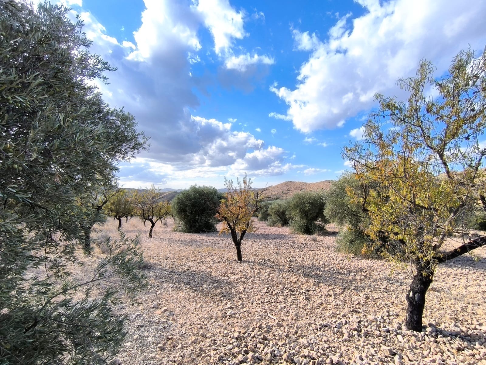 For sale: Almond orchard near Yecla of app