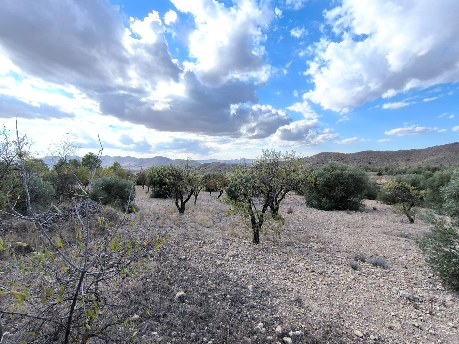 For sale: Almond orchard near Yecla of app