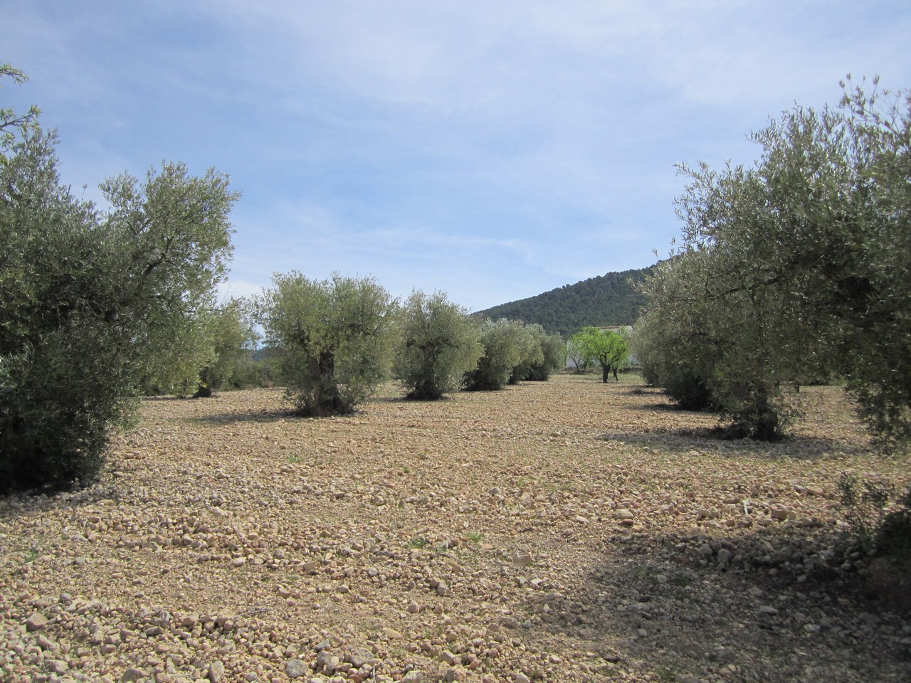 Terrace in land for sale in Yecla