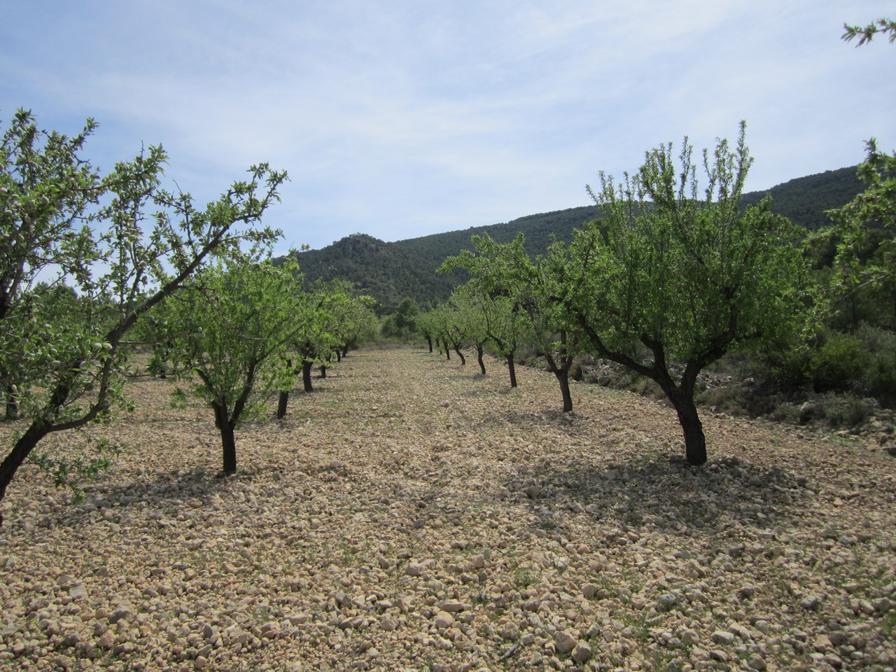 Garden in land for sale in Yecla