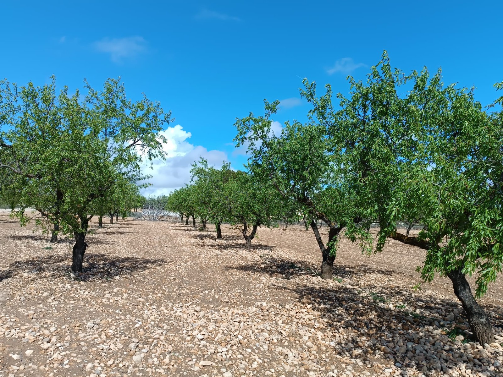 Terrace in land for sale in Yecla