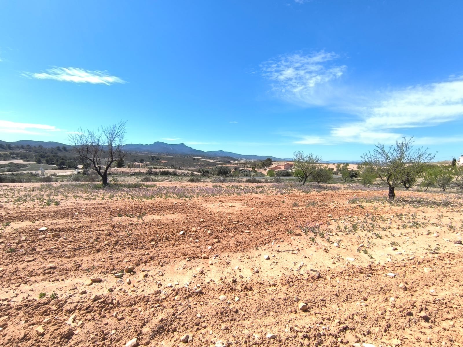 Lyxig Almond-odling i Jumilla med snabba vinster
