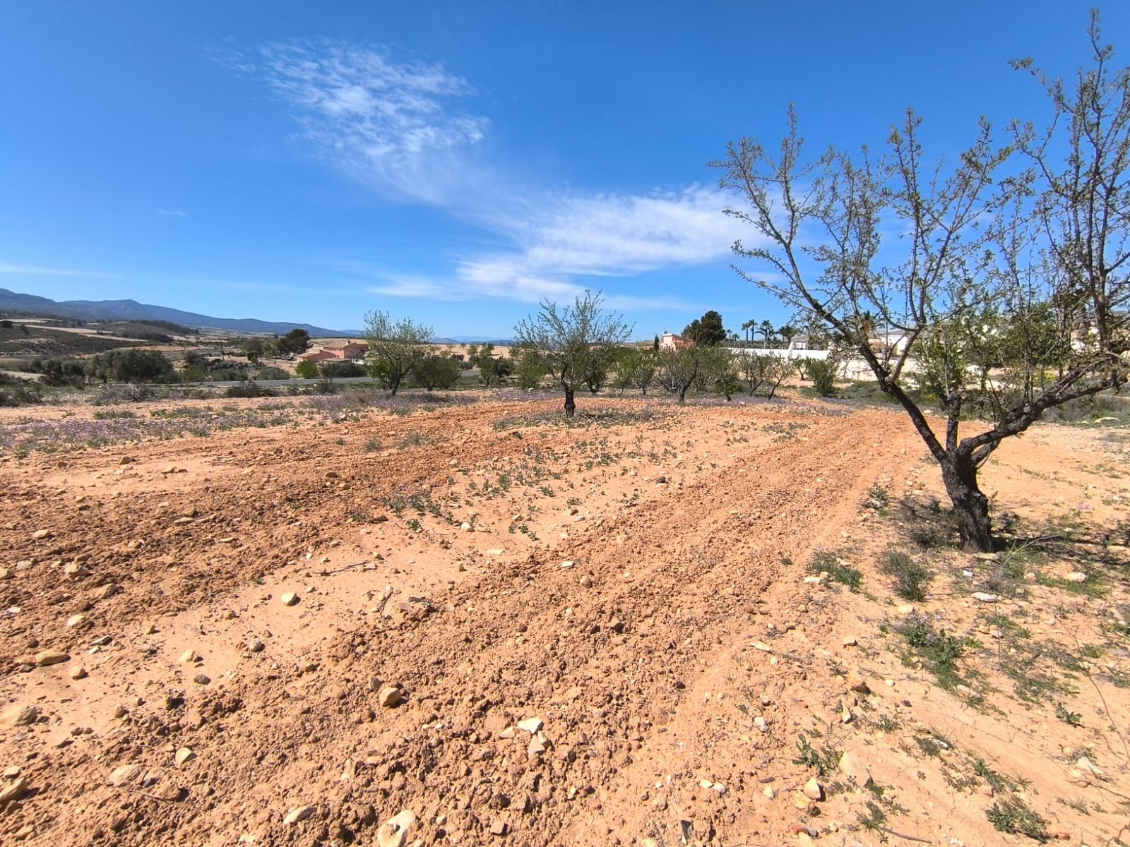 Lyxig Almond-odling i Jumilla med snabba vinster
