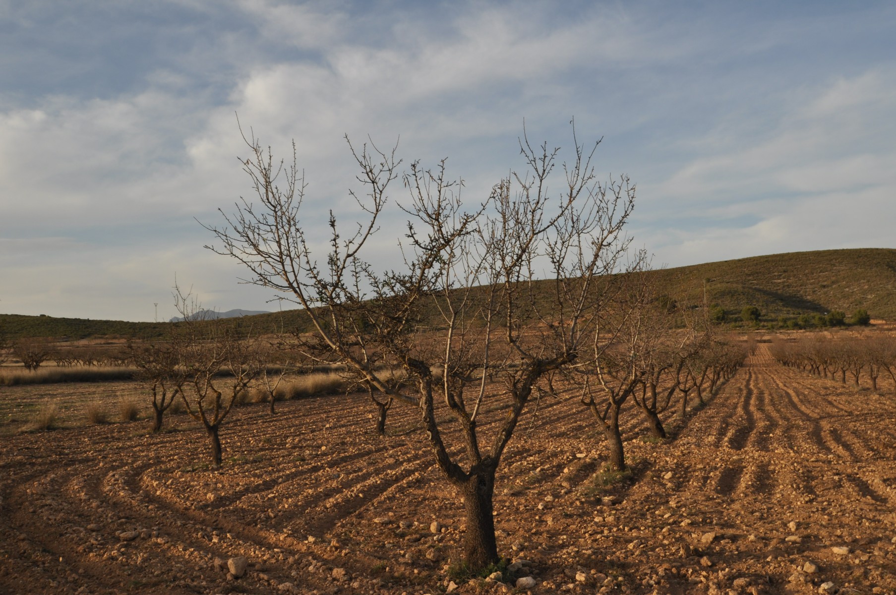 Garden in land for sale in Abanilla