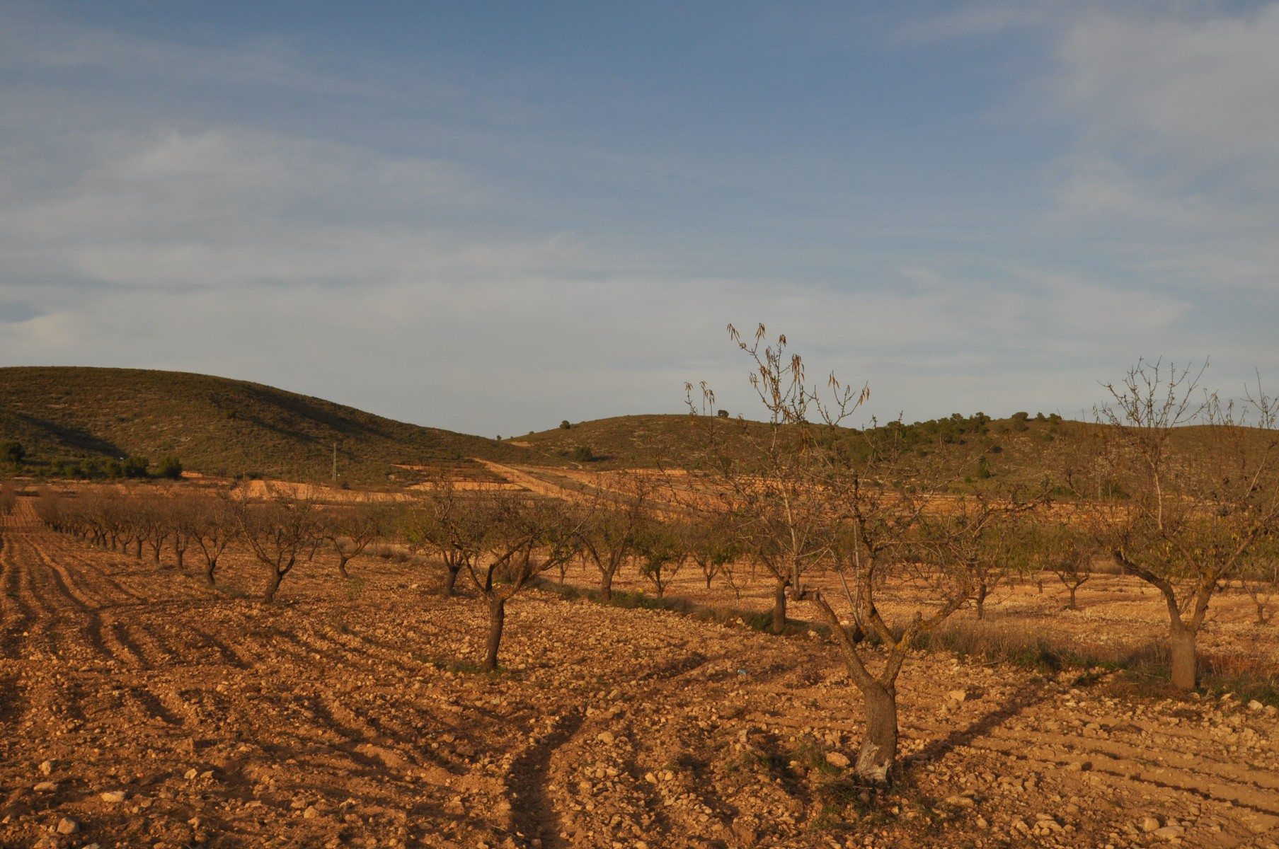 Dining area in land for sale in Abanilla