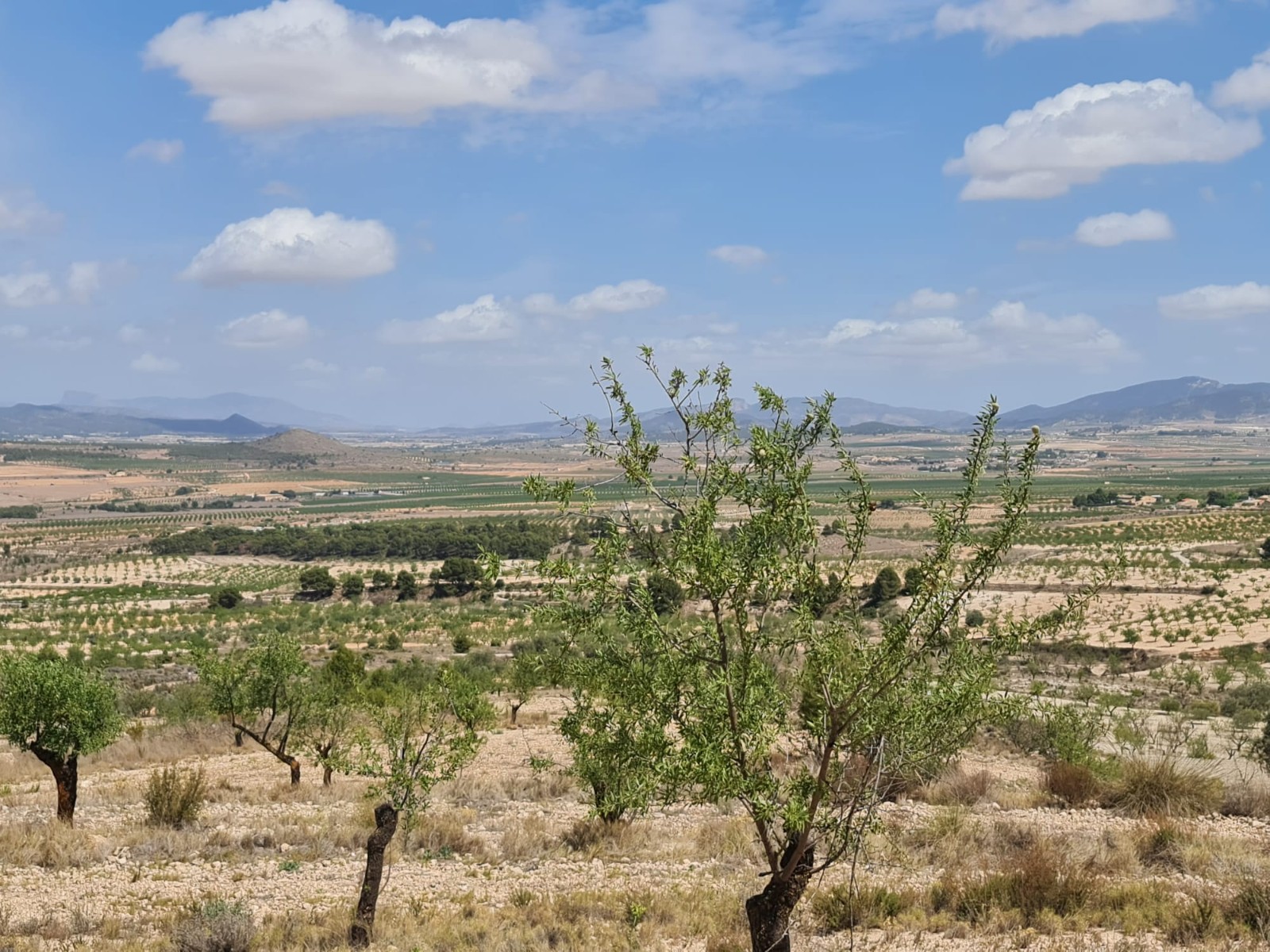 Exterior view in land for sale in Yecla