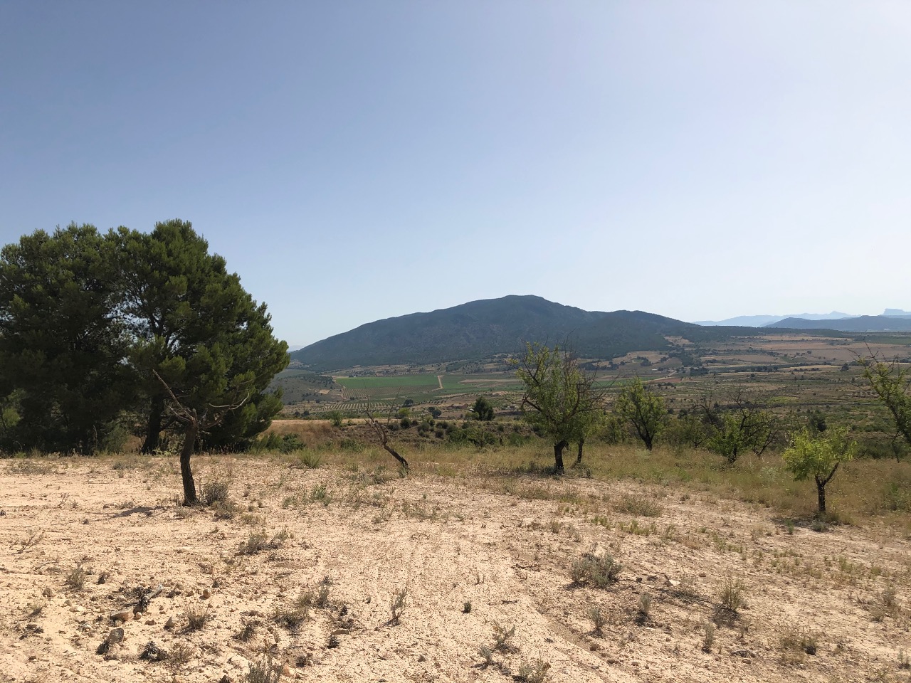 Garden in land for sale in Yecla