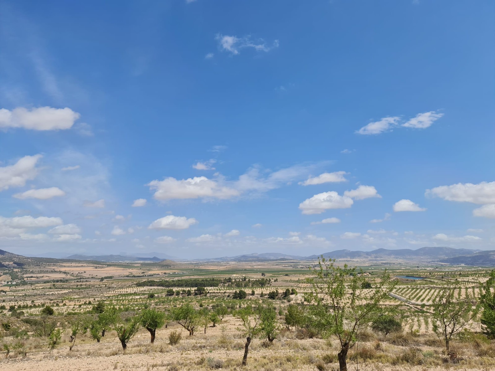 Pool area in land for sale in Yecla