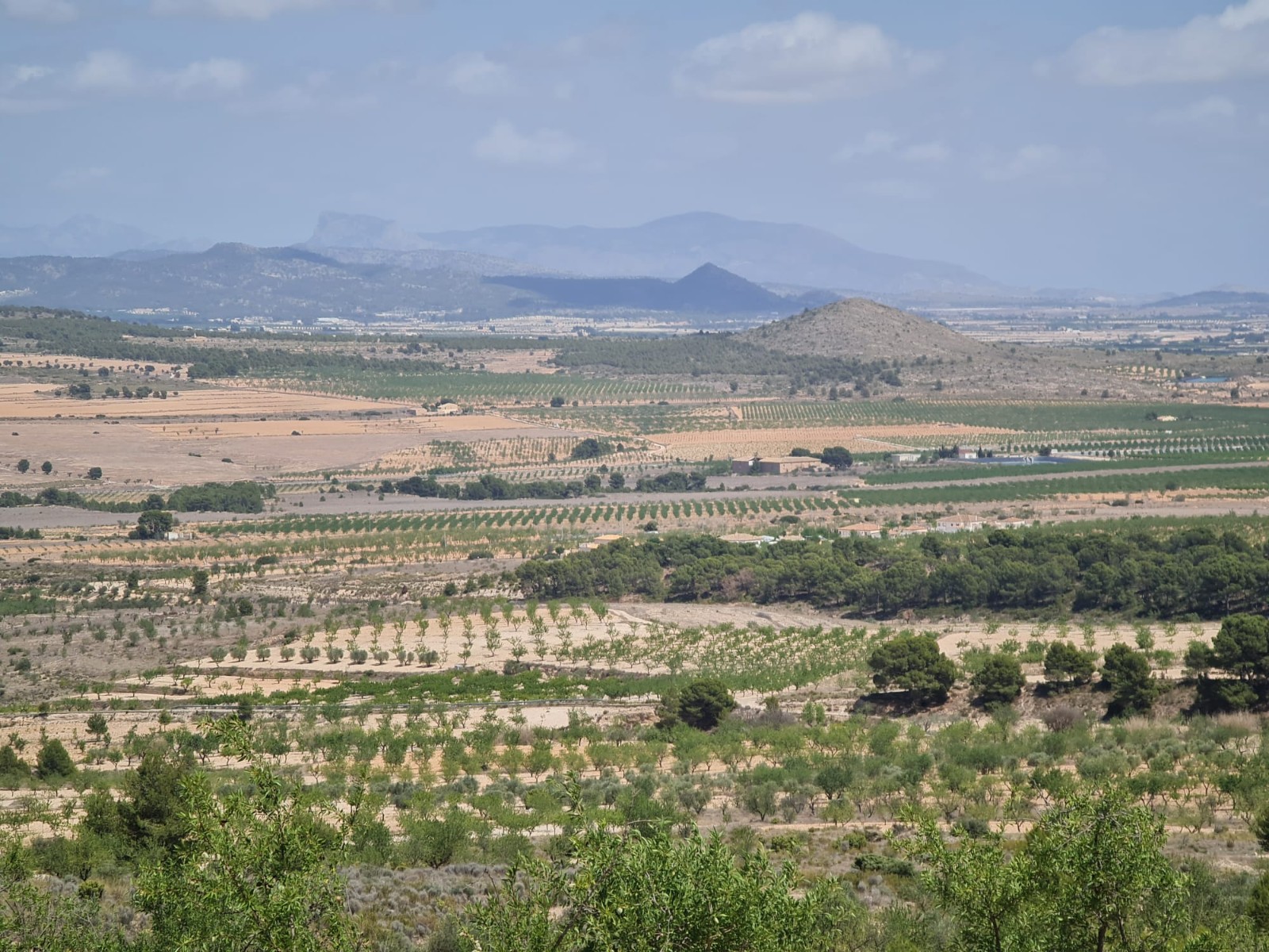 Garden in land for sale in Yecla