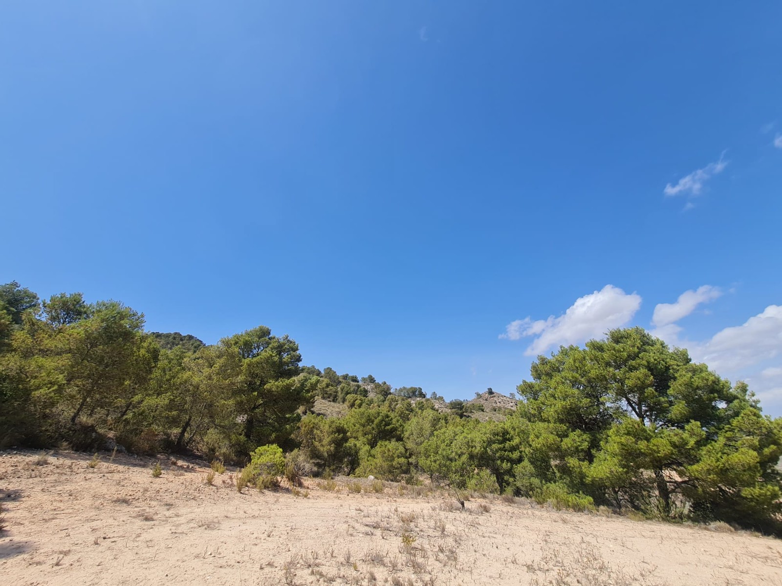 Dining area in land for sale in Yecla